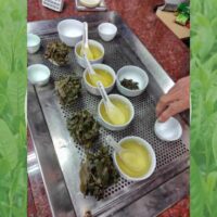 比べて分かる烏龍茶の萎凋の重要性