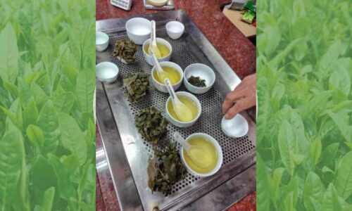 比べて分かる烏龍茶の萎凋の重要性