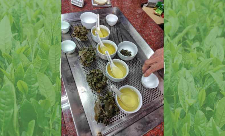 比べて分かる烏龍茶の萎凋の重要性