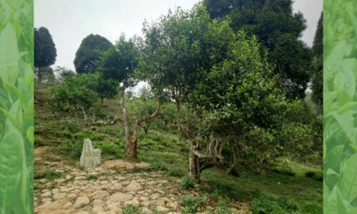 15 Ethnic Tea Salon｜販売ブース