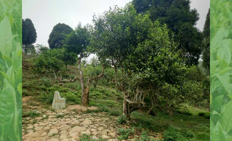 15 Ethnic Tea Salon｜販売ブース