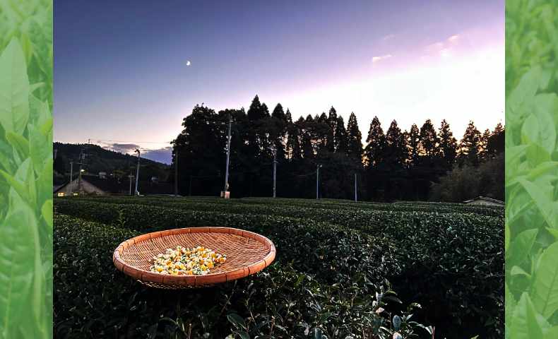 43 雪星園｜販売ブース